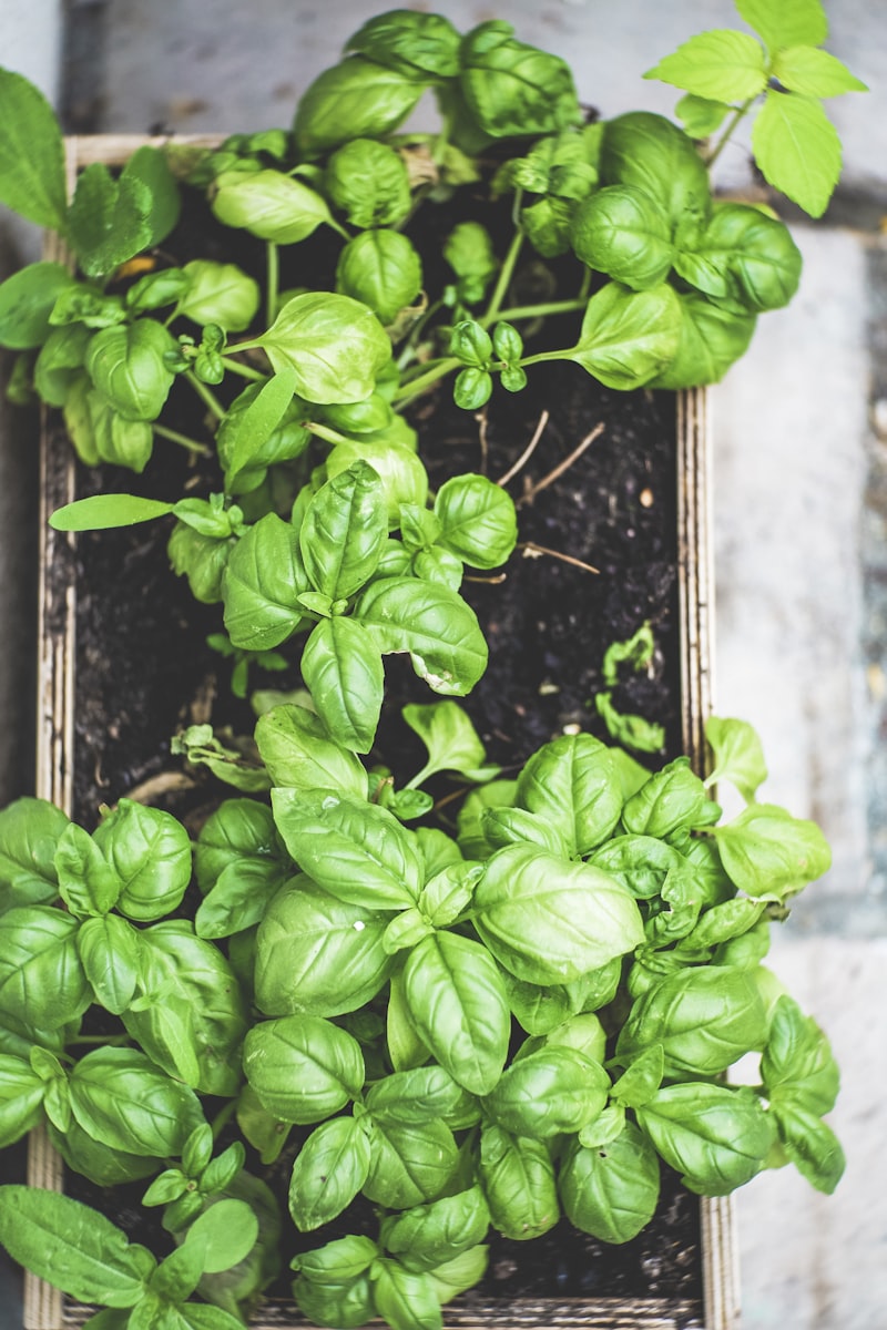 Basil essential oil