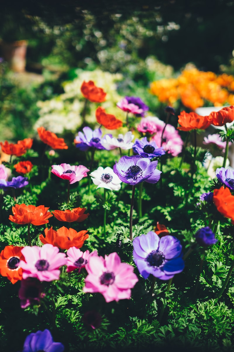 Pink and purple flowers in a garden