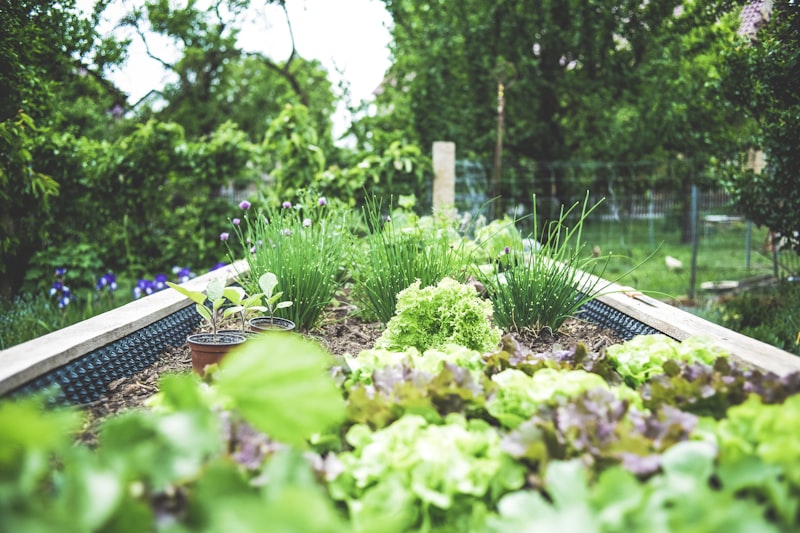 Raised vegetable bed in a garden