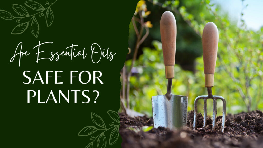 Are Essential Oils Safe For Plants